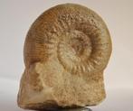 Ammoniet Stephanoceras sp. fossiel, Verzamelen, Mineralen en Fossielen, Ophalen of Verzenden, Fossiel