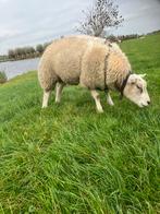 Te koop; Texelaar ram, Dieren en Toebehoren, Schapen, Geiten en Varkens, Mannelijk, Schaap, 0 tot 2 jaar