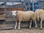 **nog maar 2** eng tex dek rammen, Dieren en Toebehoren, Mannelijk, Schaap, 0 tot 2 jaar