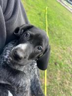 Duitse staande pup, Dieren en Toebehoren, Duitse Staande hond, België, Particulier, CDV (hondenziekte)