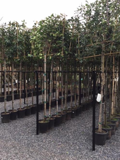 leiboom laurier novita wintergroen 320 cm hoog in pot 10-12, Tuin en Terras, Planten | Bomen, Leiboom, In pot, Ophalen