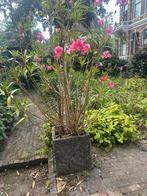 Prachtige  Grote oleander in bloempot, Tuin en Terras, Planten | Bomen, Ophalen, Volle zon, Overige soorten