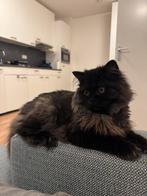 Kitten zoekt een nieuw thuis, kitten looks for a new home, Dieren en Toebehoren, Katten en Kittens | Raskatten | Korthaar, Meerdere dieren