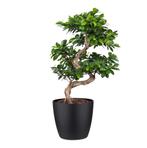 Ficus Gin Seng Bonsai met Elho Brussels Round pot Black, Minder dan 100 cm, Ficus, Halfschaduw, Verzenden