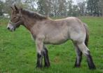 Trekpaard merrie veulen. Mooi type Geboren 13-05-2025., Merrie, Minder dan 160 cm, Niet van toepassing, 0 tot 2 jaar