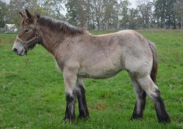 Trekpaard merrie veulen. Mooi type Geboren 13-05-2025. beschikbaar voor biedingen