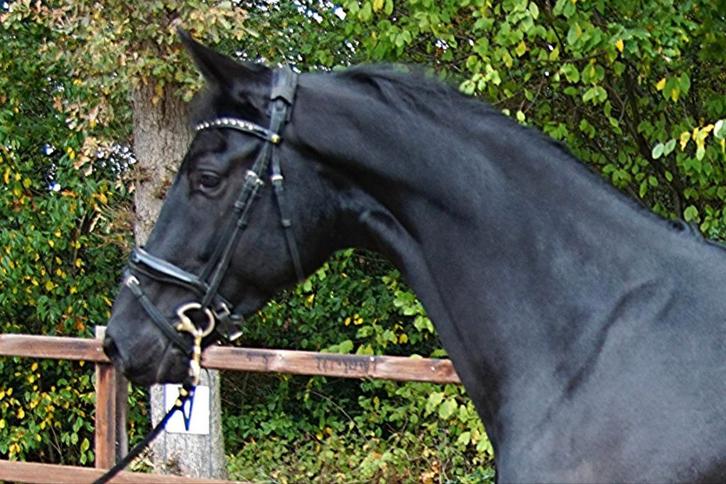 Knappe 6 jarige zwarte prok merrie, Dieren en Toebehoren, Paarden, Merrie, 3 tot 6 jaar, Dressuurpaard