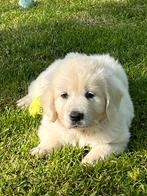 Golden retriever pup (teefje), CDV (hondenziekte), Particulier, Golden retriever, Teef