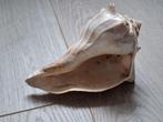 Grote Schelp - Decoratie, Ophalen of Verzenden, Schelp(en)