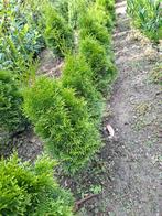 Conifeer smaragd, Ophalen, Conifeer, 100 tot 250 cm