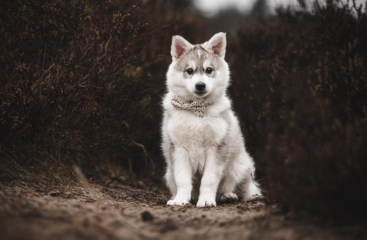 Pomsky Dekreu, Dieren en Toebehoren, Honden | Dekreuen, Reu, Particulier, Eén hond, Nederland, 3 tot 5 jaar, CDV (hondenziekte)