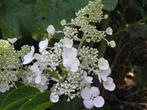 Hortensia Hydrangea Paniculata 'Grandiflora', Tuin en Terras, Planten | Tuinplanten, Vaste plant, Halfschaduw, Zomer, Ophalen