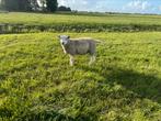 Noordhollander x engelse texelaar rammen, Mannelijk, Schaap, 0 tot 2 jaar