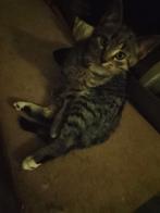 Halve Ragdoll kittens, Dieren en Toebehoren, Katten en Kittens | Overige Katten, Meerdere dieren, Kortharig, 0 tot 2 jaar