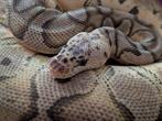 Koningspython - Python Regius - Pastel Clown, Slang, 3 tot 6 jaar