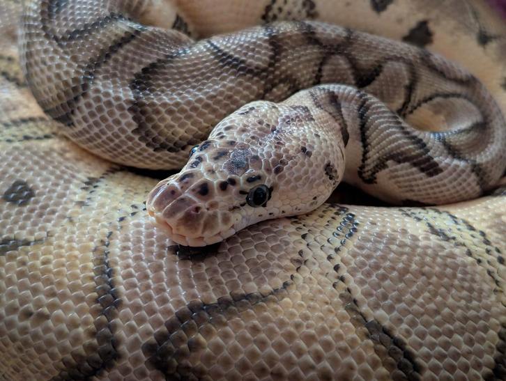 Koningspython - Python Regius - Pastel Clown