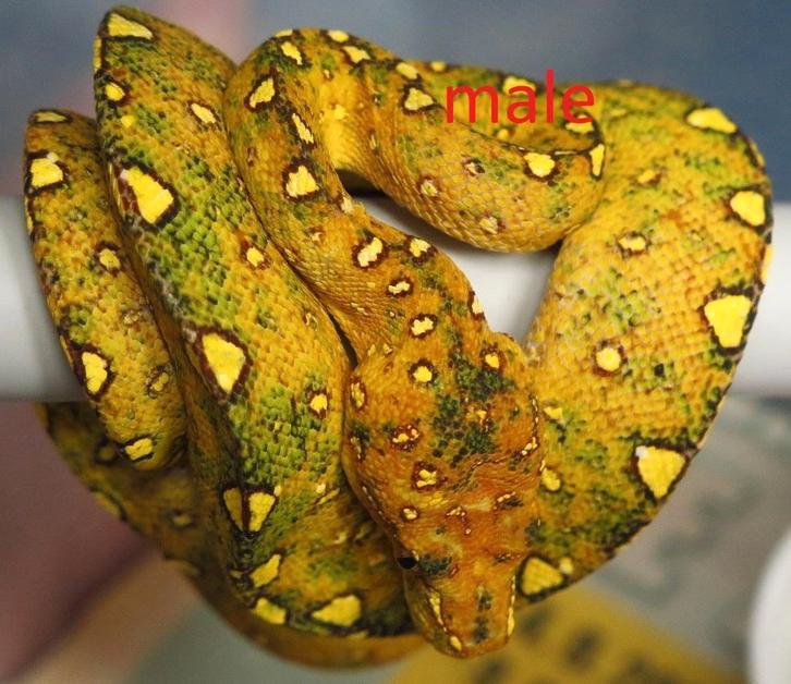 morelia viridis azurea biak