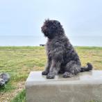 Kleinschalige - huiselijke hondenopvang, Diensten en Vakmensen, Dieren | Honden | Verzorging, Oppas en Les