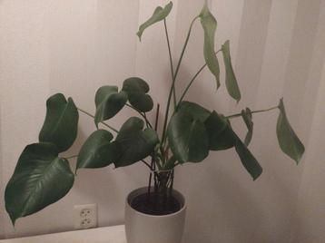 Monstera Deliciosa Kamerplant beschikbaar voor biedingen