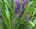 Liriope stekjes te koop, Ophalen of Verzenden, Zomer, Overige soorten, Halfschaduw