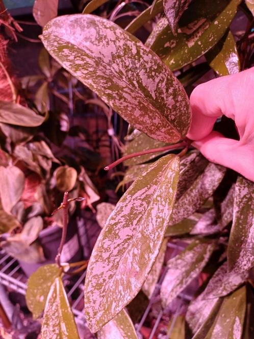 Hoya publicalyx splash stek, Huis en Inrichting, Kamerplanten, Overige soorten, Minder dan 100 cm, Ophalen