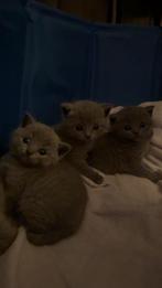Britse korthaar kittens, Dieren en Toebehoren, Katten en Kittens | Raskatten | Korthaar, Meerdere dieren, Ontwormd
