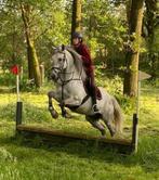 Pip sport pony met Pit! e-pony ruin schimmel 7 jaar, E pony (1.48m - 1.57m), Ruin, Springpony, Zadelmak