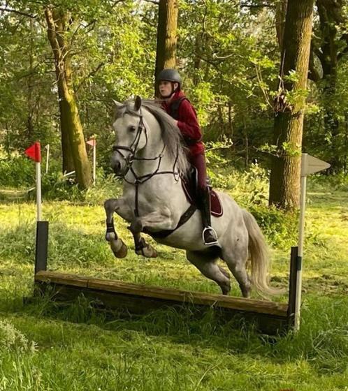 Pip sport pony met Pit! e-pony ruin schimmel 7 jaar, Dieren en Toebehoren, Pony's, Ruin, Zadelmak, E pony (1.48m - 1.57m), Springpony