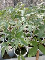 Jonge moestuin plantjes., Tuin en Terras, Planten | Tuinplanten, Zomer, Ophalen, Groenteplanten, Eenjarig