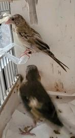 2 Roodmus poppen groenling kruising, prachtige kleurmutatie, Dieren en Toebehoren, Vogels | Overige Vogels, Meerdere dieren, Geringd