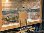 5 gouldamadines van 2025, Dieren en Toebehoren, Meerdere dieren, Tropenvogel