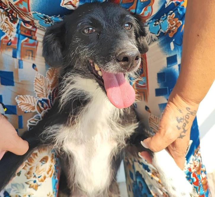 Tianna klein teefje, Dieren en Toebehoren, Honden | Niet-rashonden, Klein, Teef, Particulier, Meerdere, Buitenland, 3 tot 5 jaar
