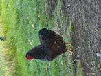 Wyandotte kriel hanen, Dieren en Toebehoren, Mannelijk, Kip