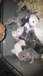 Super lieve tamme baby ratjes/rittens, Dieren en Toebehoren, September, Meerdere dieren, Rat