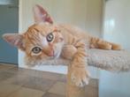 Lieve, aanhankelijke kittens. Poesjes/katertje, Dieren en Toebehoren, Katten en Kittens | Overige Katten, Meerdere dieren