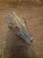 Schedel van een onbekend dier, Ophalen of Verzenden, Gebruikt, Overige soorten, Schedel