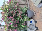 Prachtige bougainvillea, Tuin en Terras, Ophalen, Overige soorten, Volle zon