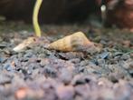 Brotia herculea slakken, Dieren en Toebehoren, Vissen | Aquariumvissen, Slak of Weekdier, Zoetwatervis