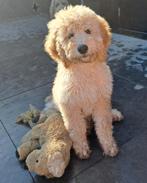 Australian labradoodlepups te koop, Overige rassen, 8 tot 15 weken, Meerdere, Meerdere dieren