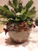 Bloempot/vaasje met vogeltjes  des pots en/of Lidcactus, Huis en Inrichting, Kamerplanten, Ophalen