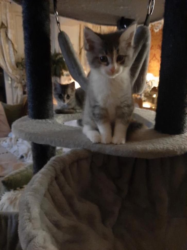 Noorse boskat x main coon nog 1 katertje mag gelijk mee., Dieren en Toebehoren, Katten en Kittens | Raskatten | Langhaar, Meerdere dieren