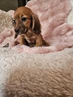 Langhaar dwerg teckel langharige dwergteckel pups, Dieren en Toebehoren, Honden | Teckels en Dashonden, 8 tot 15 weken, Dwerg