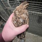 2 kwartel hennen japanse, Dieren en Toebehoren, Vogels | Overige Vogels, Vrouwelijk