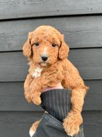 Maltipoo pups, maltezer x toy poedel, Nederland, Overige rassen, CDV (hondenziekte), 8 tot 15 weken