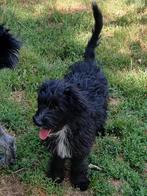 MET SPOED GOUDEN MANDJE aussiedoodle pup 22 wkn (teefje), Dieren en Toebehoren, Honden | Niet-rashonden, Rabiës (hondsdolheid)