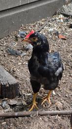 Barnevelder kriel - jonge haan, Dieren en Toebehoren, Pluimvee, Mannelijk, Kip