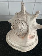 Schelp, decoratie schelp, Ophalen of Verzenden, Gebruikt
