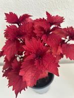 Grote Coleus Siernetel Henna rood, Huis en Inrichting, Kamerplanten, Ophalen, Overige soorten, Minder dan 100 cm