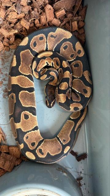 Dubbel het albino piebald vrouwrjes 2025 ball pythons beschikbaar voor biedingen