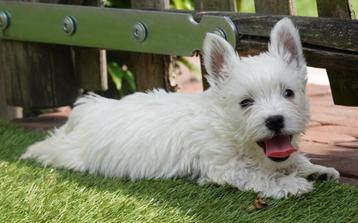 Prachtige West highland white terriër pups (westie, westy) beschikbaar voor biedingen